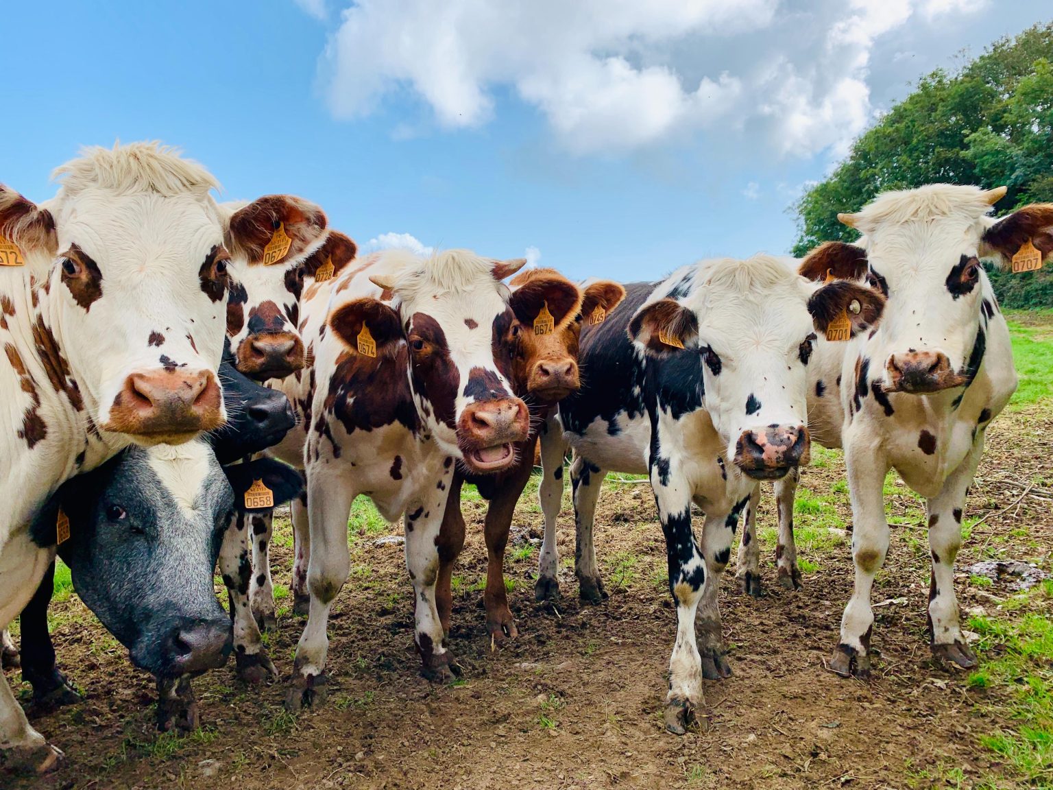 Traditionele kaasboerderij in Zoeterwoude Zuid-Holland met ambachtelijke boerenkaas van familie Captein